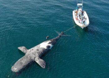 Descubrieron cuál fue la causa de la muerte  de más de 30 ballenas