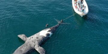 Descubrieron cuál fue la causa de la muerte  de más de 30 ballenas
