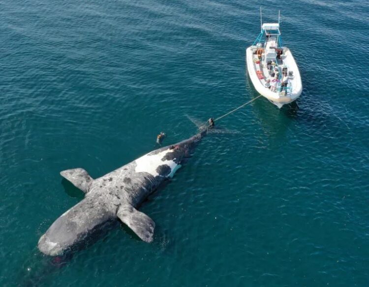 Descubrieron cuál fue la causa de la muerte de más de 30 ballenas