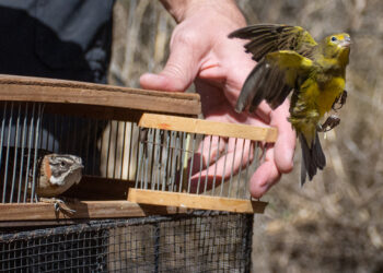 Liberan a varias especies de pájaros en la Reserva San Martín