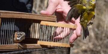 Liberan a varias especies de pájaros en la Reserva San Martín