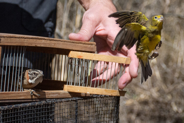 Liberan a varias especies de pájaros en la Reserva San Martín