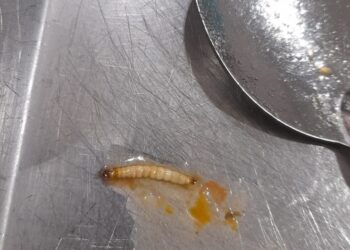 Sancionaron a una empresa prestataria del Paicor tras encontrar una larva en las viandas