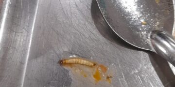 Sancionaron a una empresa prestataria del Paicor tras encontrar una larva en las viandas