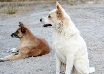 La matanza de perros en Deán Funes «no fue la primera ni la última, pero sí la más grave”