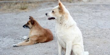 La matanza de perros en Deán Funes «no fue la primera ni la última, pero sí la más grave”