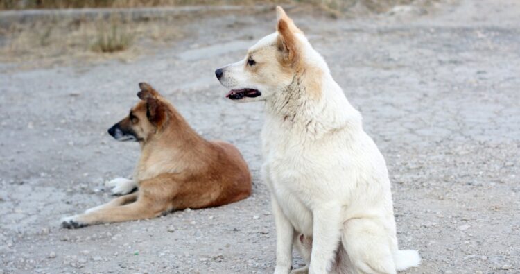 La matanza de perros en Deán Funes "no fue la primera ni la última, pero sí la más grave”