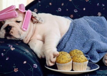 Mascotas: este es el daño que haces a tu perro o gato al humanizarlo