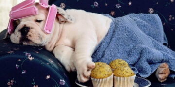 Mascotas: este es el daño que haces a tu perro o gato al humanizarlo