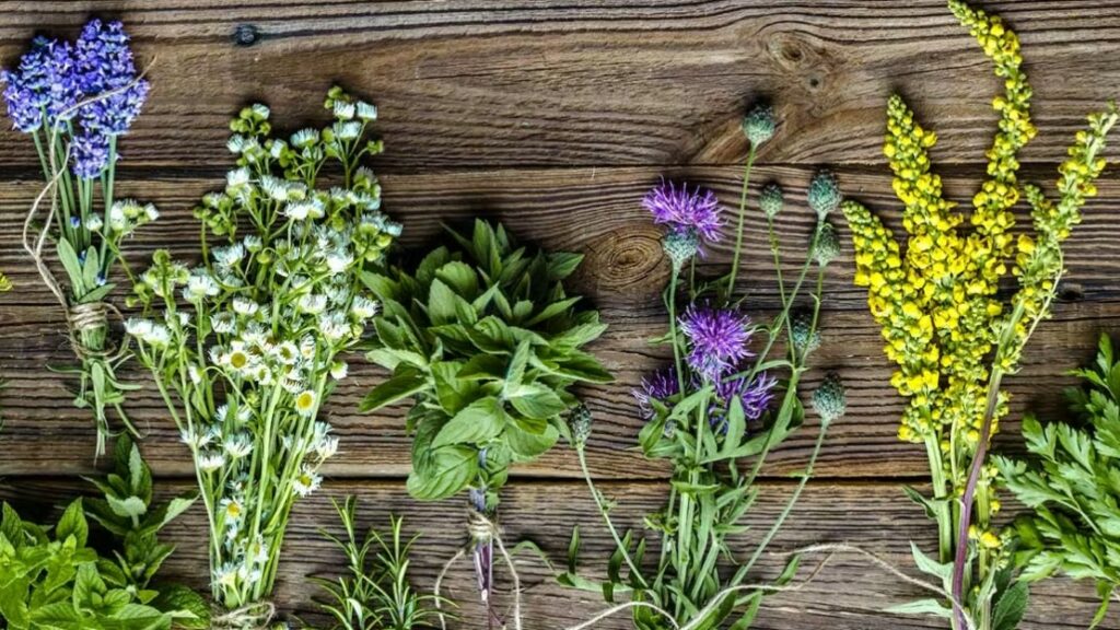 Las plantas, un banco de fármacos con mucho para dar