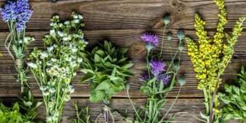 Las plantas, un banco de fármacos con mucho para dar