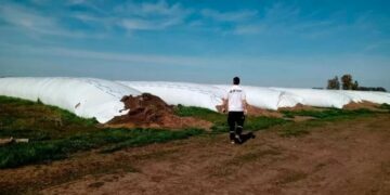 Afip incautó 3.000 toneladas de soja y maíz sin declarar