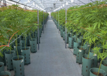 Cáñamo y bioplásticos, una producción sustentable y de calidad