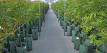 Cáñamo y bioplásticos, una producción sustentable y de calidad