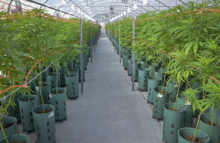 06/03/2021; Buenos Aires: El anuncio de un proyecto de ley para regular la industria del cannabis medicinal y el cáñamo industrial fue celebrado por el movimiento cannábico que, sin embargo reclamó que se contemple el autocultivo con fines medicinales y se acelere la puesta en marcha del registro para que la actividad pueda salir de la clandestinidad.
Foto: Archivo/Télam/CBRI