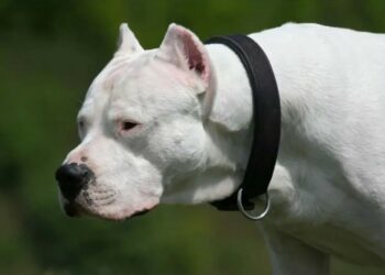 Padre e hija fueron atacados por su perro dogo argentino en Mendiolaza