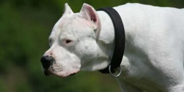 Padre e hija fueron atacados por su perro dogo argentino en Mendiolaza