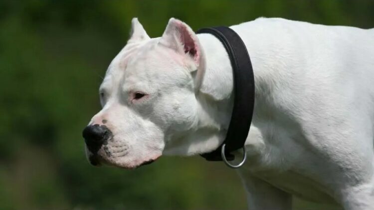 Padre e hija fueron atacados por su perro dogo argentino en Mendiolaza