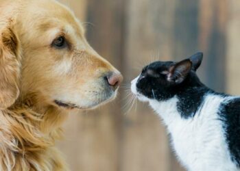 ¿Cómo saber si mi mascota tiene diabetes?