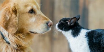 ¿Cómo saber si mi mascota tiene diabetes?