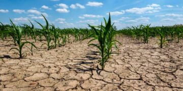 Disponen de un dólar diferencial para productores afectados por las severas sequías