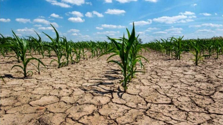 Disponen de un dólar diferencial para productores afectados por las severas sequías