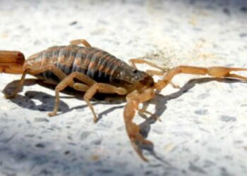 Cómo prevenir y actuar ante picaduras de animales ponzoñosos