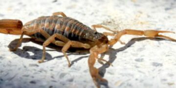 Cómo prevenir y actuar ante picaduras de animales ponzoñosos