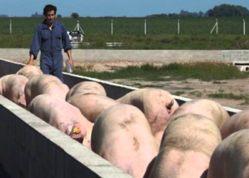 Rescatan a 13 personas víctimas de explotación laboral en un criadero de cerdos