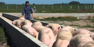 Rescatan a 13 personas víctimas de explotación laboral en un criadero de cerdos