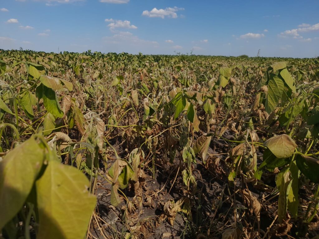 Productores rechazaron el dólar diferencial para el agro y reclaman medidas integrales