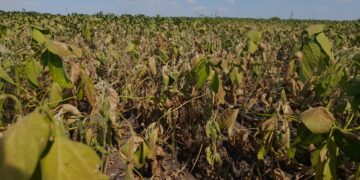 Productores rechazaron el dólar diferencial para el agro y reclaman medidas integrales