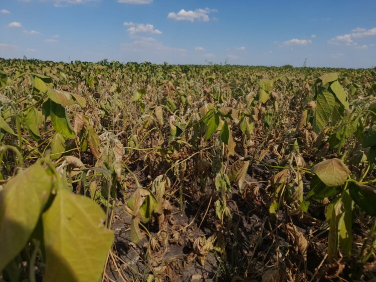 Productores rechazaron el dólar diferencial para el agro y reclaman medidas integrales