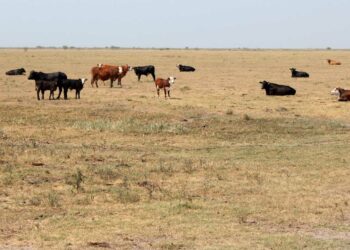Estiman en 7.000.000 las hectáreas afectadas por sequías severas en el país