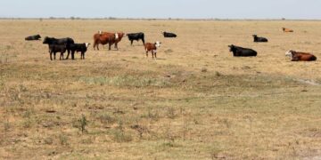 Estiman en 7.000.000 las hectáreas afectadas por sequías severas en el país