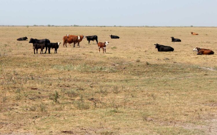 Estiman en 7.000.000 las hectáreas afectadas por sequías severas en el país