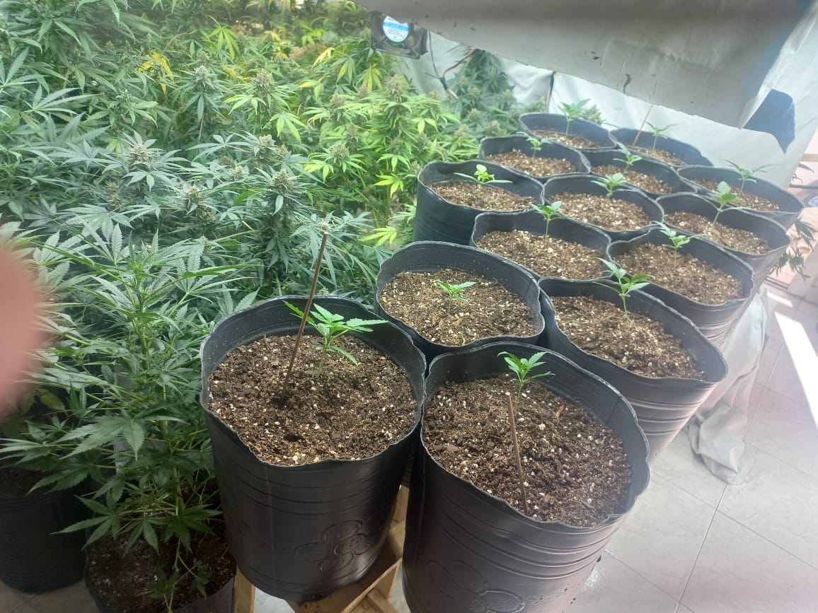 Acudió a la Policía por un supuesto robo y terminó detenido por tener un vivero de marihuana
