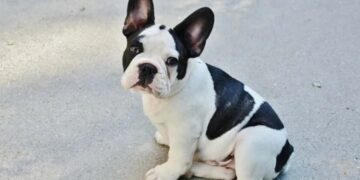Le vendieron un bulldog francés, pero cuando creció se llevó una sorpresa
