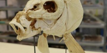 Encuentran restos de pescado cocinado de hace 780.000 años