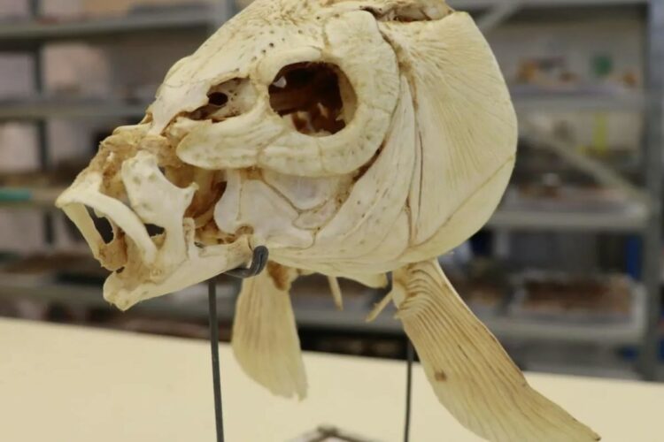 Encuentran restos de pescado cocinado de hace 780.000 años