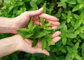 Esta es la planta que ayuda a repeler mosquitos