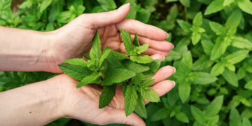 Esta es la planta que ayuda a repeler mosquitos