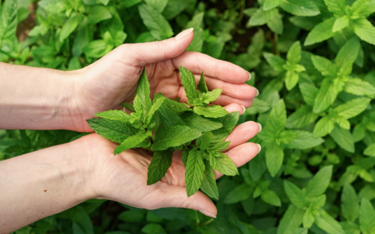 Esta es la planta que ayuda a repeler mosquitos