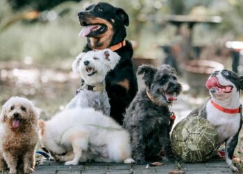 Seis consejos para cuidar la salud de tu perro