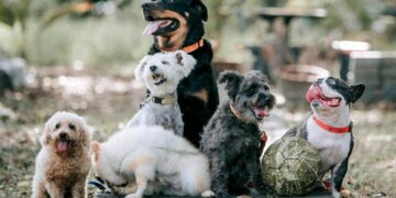 Seis consejos para cuidar la salud de tu perro