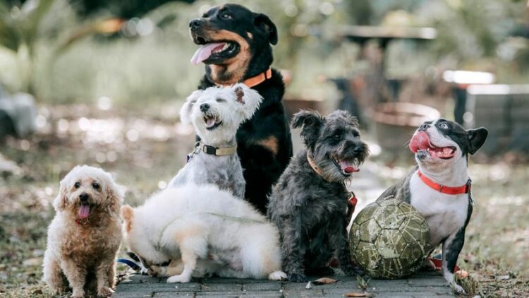 Seis consejos para cuidar la salud de tu perro