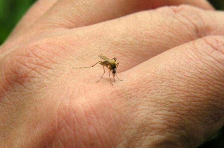 Más de 41.200 casos de dengue se registraron en 15 provincias