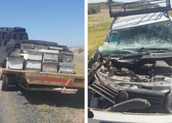 Un auto colisionó contra un camión que trasladaba panales y las abejas picaron a los accidentados