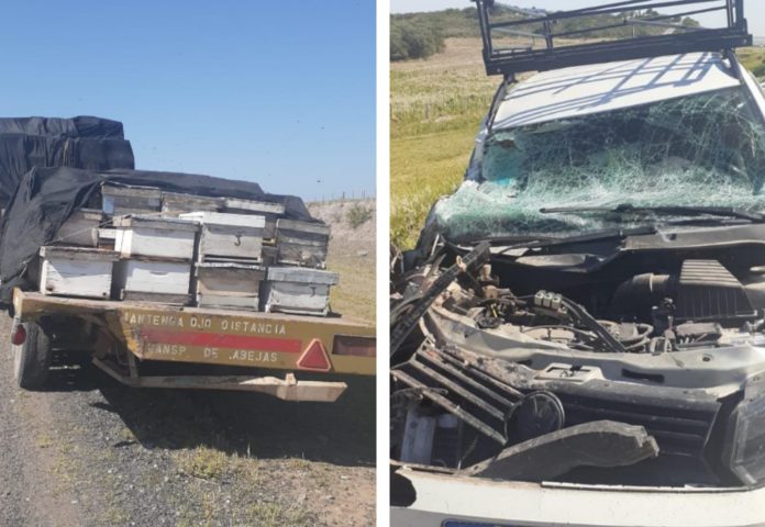 Un auto colisionó contra un camión que trasladaba panales y las abejas picaron a los accidentados