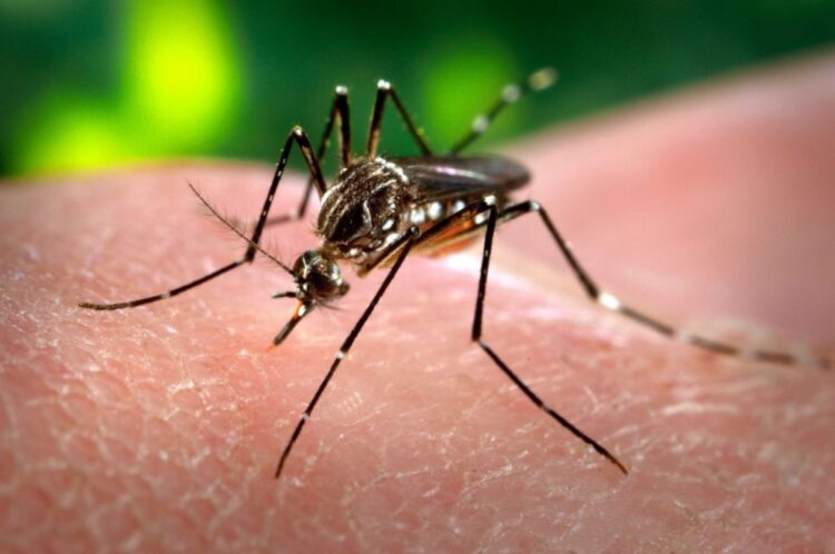 Confirman más de 28 mil casos de dengue en todo el país